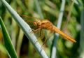 Crocothemis erythraea